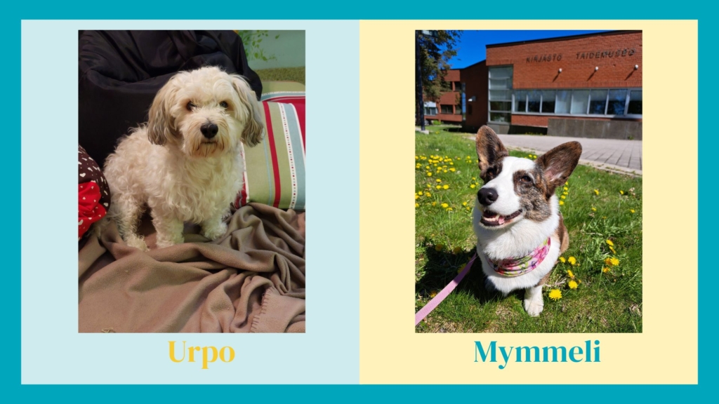 Kuvassa vasemmalla havannankoira Urpo, oikealla corgi Mymmeli
