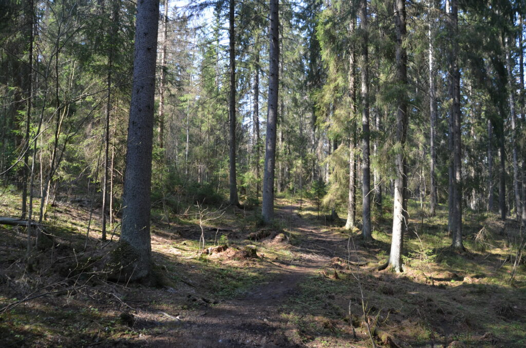 Polku Isokydön purolaakson lehdon kuusikossa.