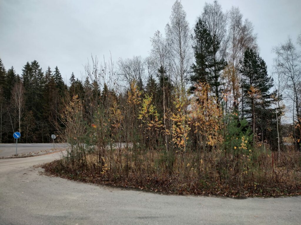 Puustoa ja pensaikkoa asfalttitien vieressä.