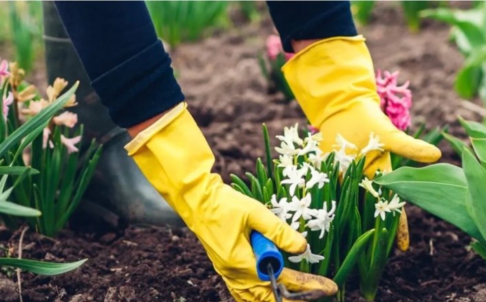 Henkilö keltaisissa käsineissä istuttaa valkoisia kukkia puutarhassa.