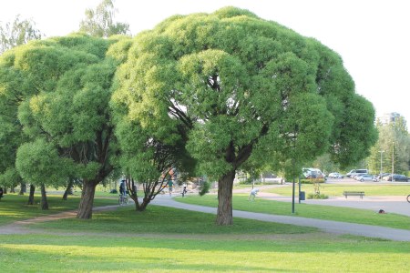 Rantapuisto