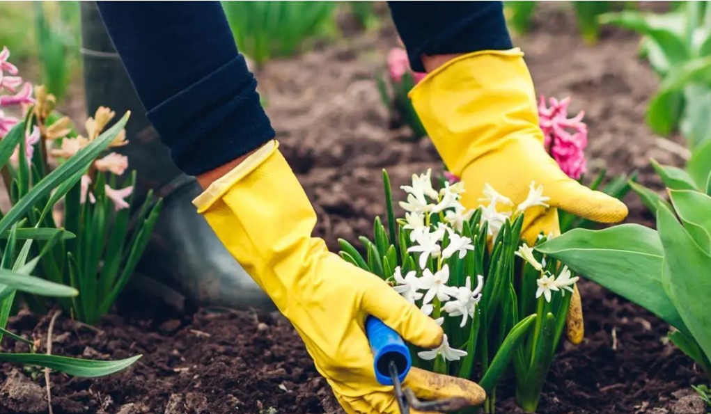 Henkilö keltaisissa käsineissä istuttaa valkoisia kukkia puutarhassa.