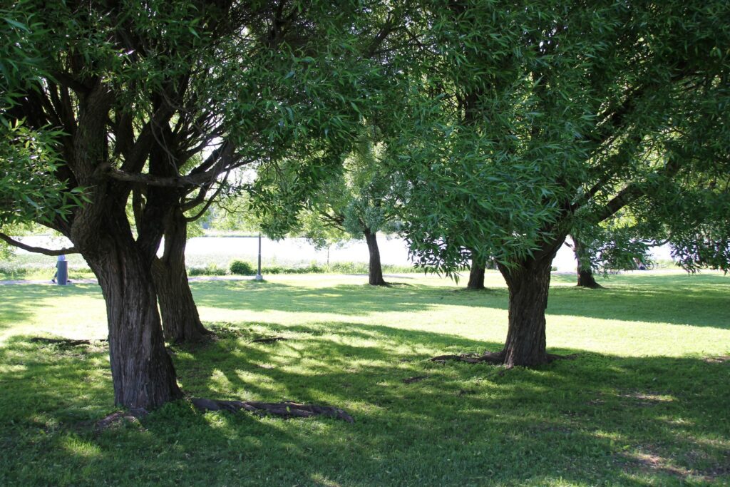 Rantapuistossa olevat puut, valon ja varjon leikkiä