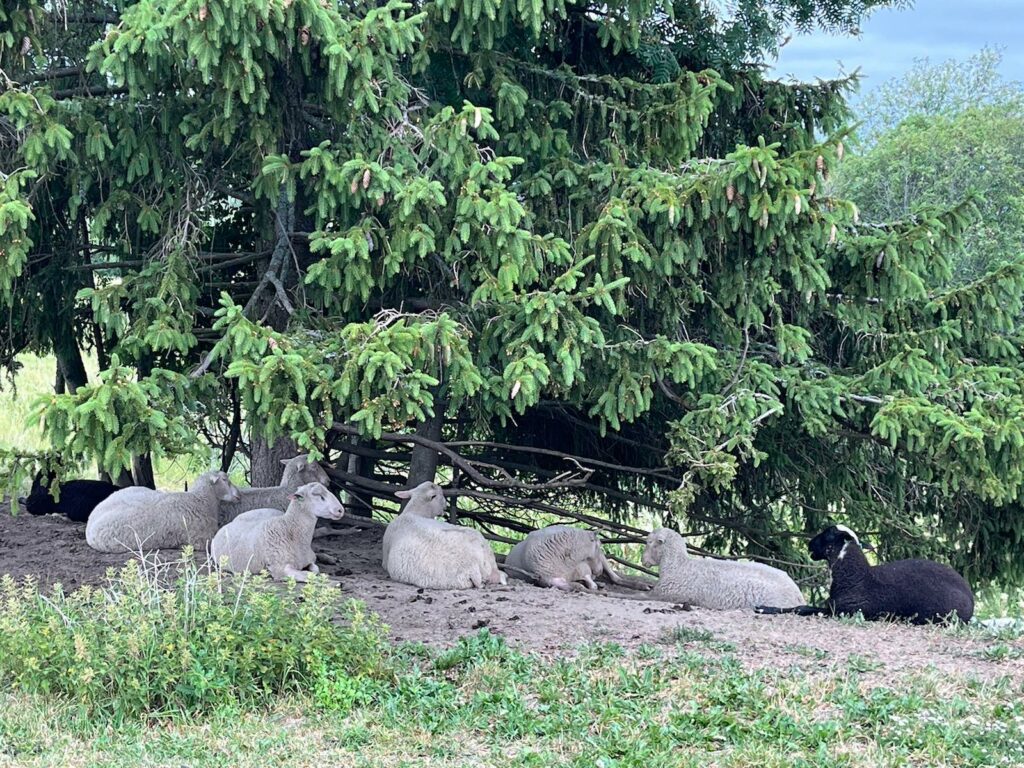 Lampaita lepäilemässä suuren kuusen alla Lemmenlaakson luonnonsuojelualueella.